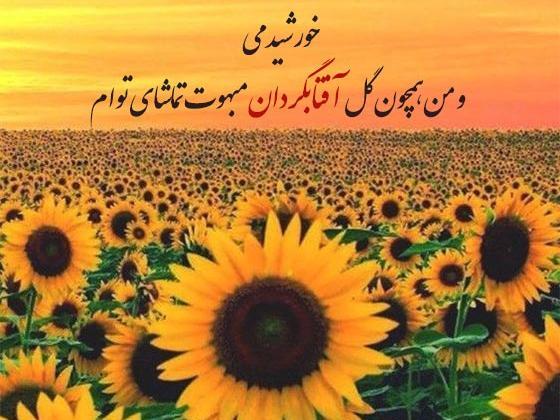 عکس گل آفتابگردان زیر باران
