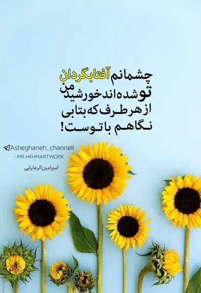 عکس گل آفتابگردان زیر باران