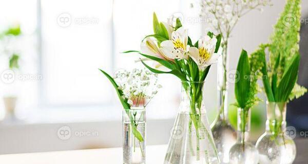 دانلود عکس گلهای بهاری زیبا