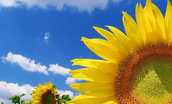 دانلود عکس گلهای بهاری زیبا