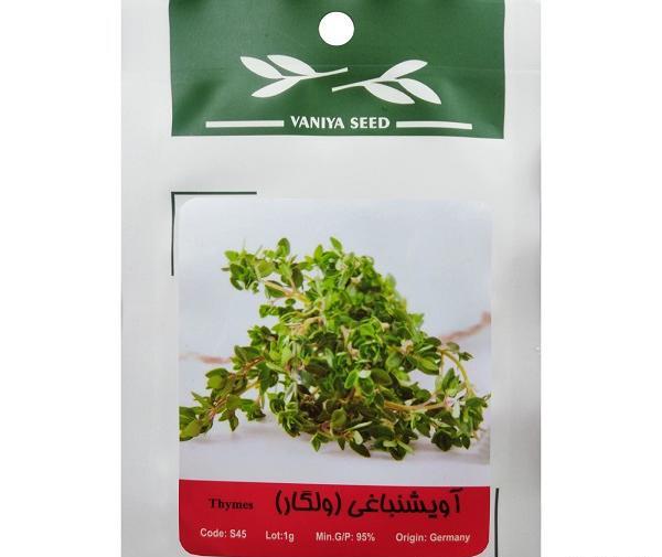 عکس گل آویشن باغی