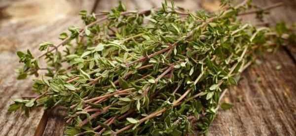 عکس گل آویشن باغی