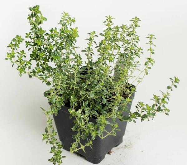 عکس گل آویشن باغی