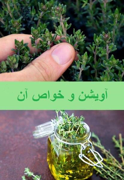 عکس گل آویشن باغی