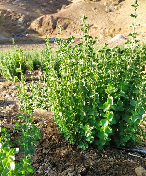 عکس گل آویشن باغی