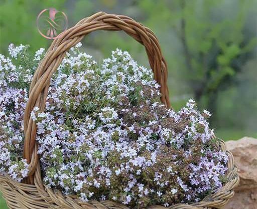 عکس گل آویشن باغی