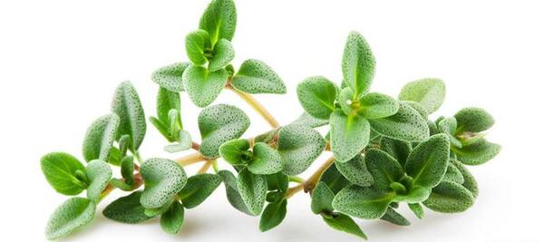 عکس گل آویشن باغی