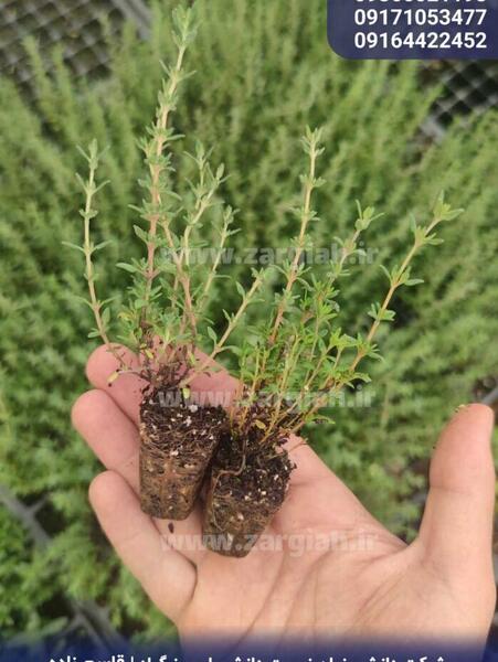 عکس گل آویشن باغی