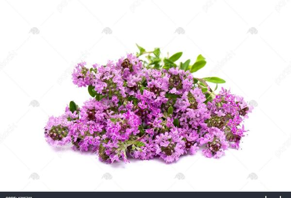 عکس گل آویشن باغی