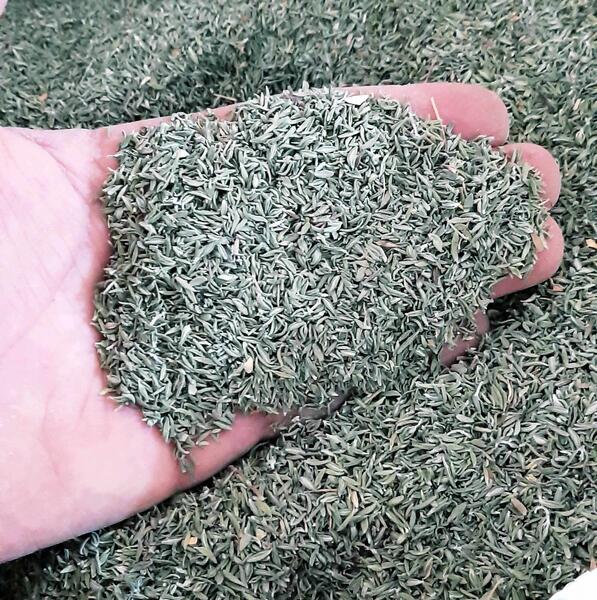 عکس گل آویشن باغی