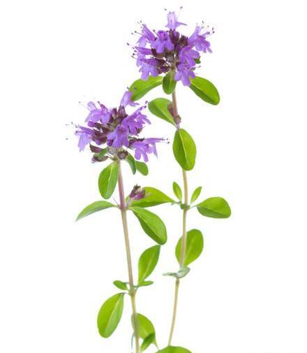 عکس گل آویشن باغی
