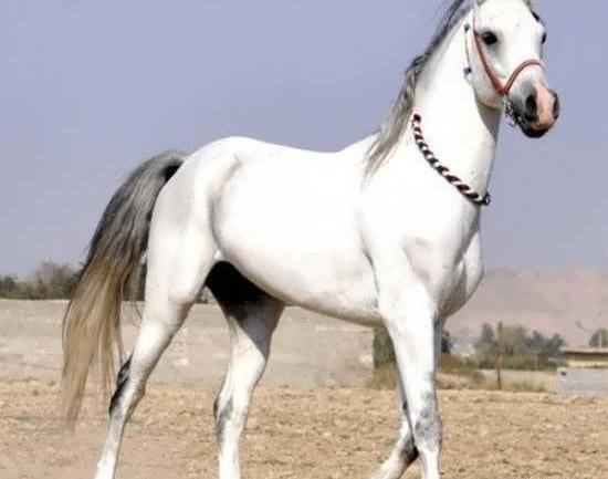 عکس اسب واقعی زیبا
