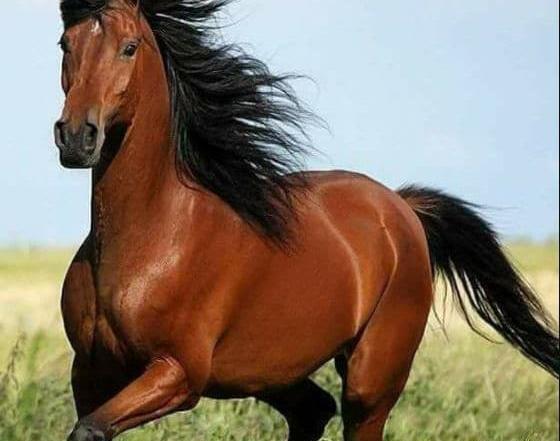عکس اسب واقعی زیبا