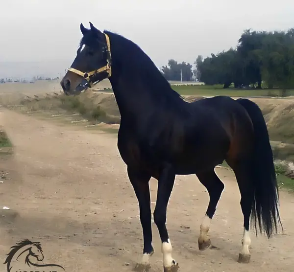 عکس اسب واقعی زیبا