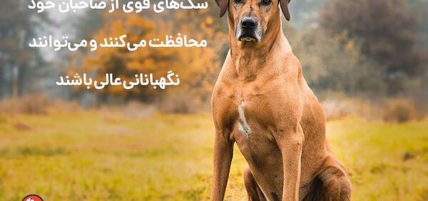 عکس قوی ترین سگ ایران