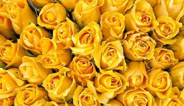 عکس گل زیبا برای تصویر زمینه