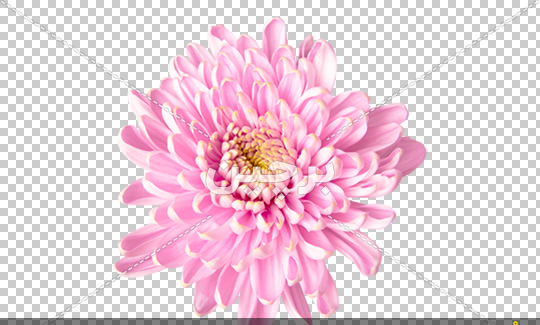 عکس گل داوودی صورتی