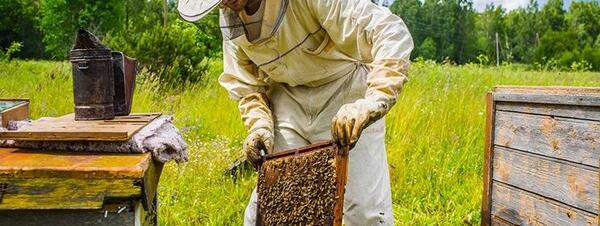 عکس عسل طبیعی سبلان