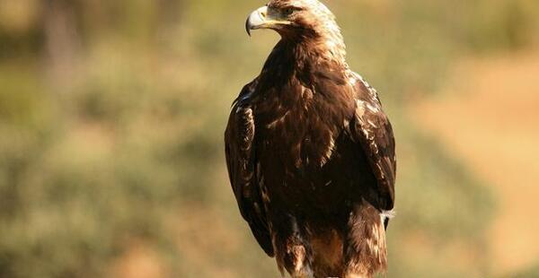 عکس بزرگترین عقاب ایران