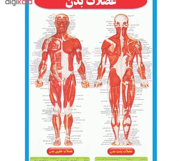 عکس تصاویر سه بعدی آناتومی بدن انسان