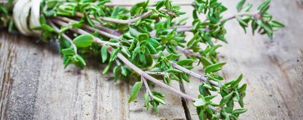 دانلود عکس گیاه آویشن