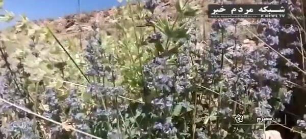 دانلود عکس گیاه آویشن