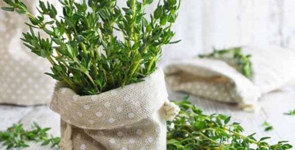 دانلود عکس گیاه آویشن