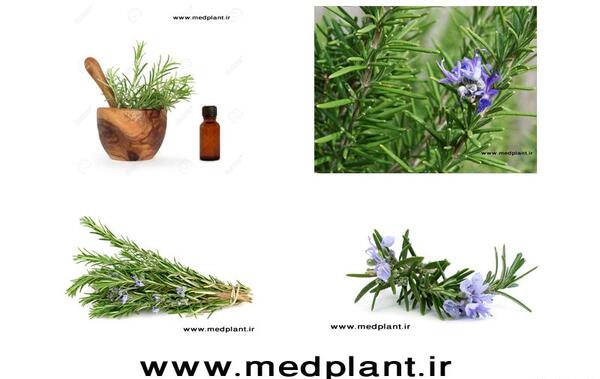 دانلود عکس گیاه آویشن