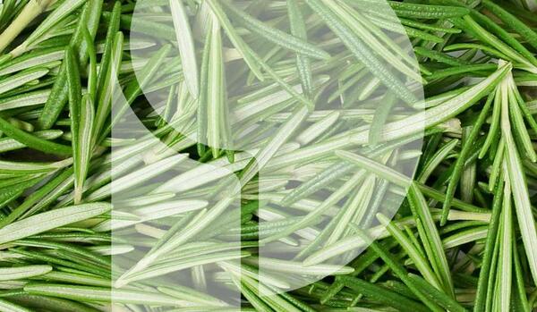 دانلود عکس گیاه آویشن