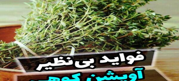 دانلود عکس گیاه آویشن