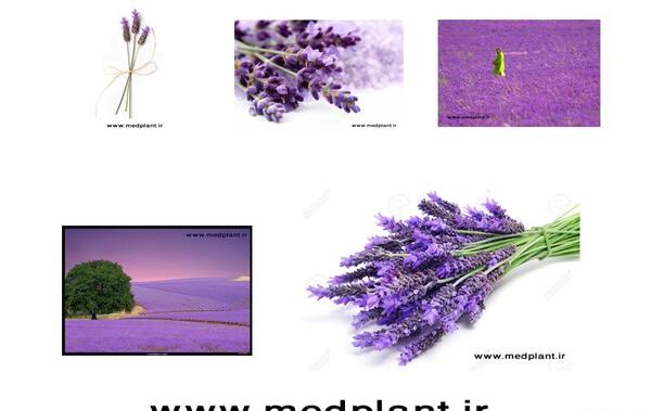 دانلود عکس گیاه آویشن