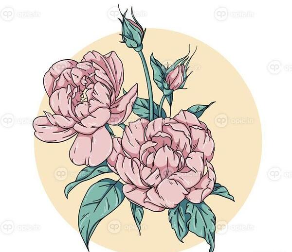 عکس گل صد برگ نقاشی