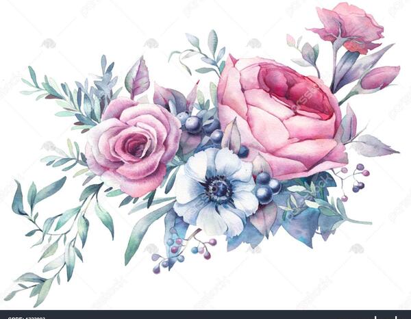 عکس گل صد برگ نقاشی