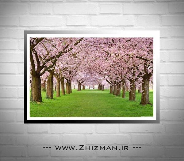 درخت های عکس طبیعت