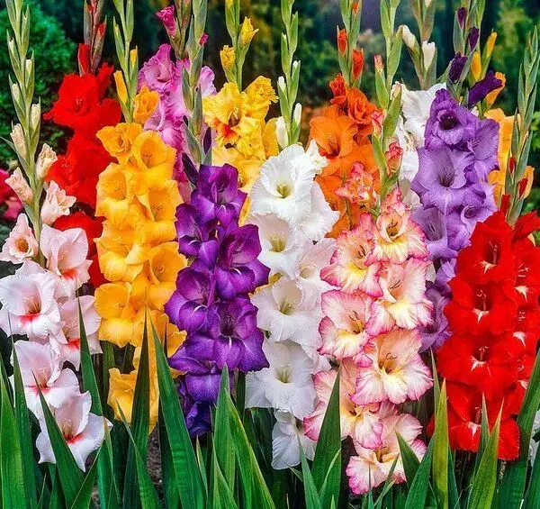 عکس های گل گلایل