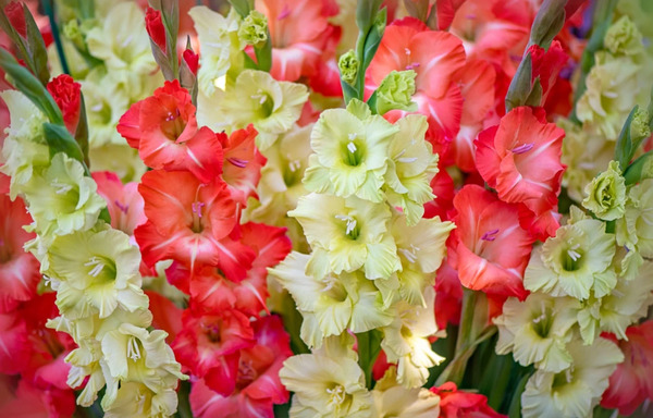 عکس های گل گلایل