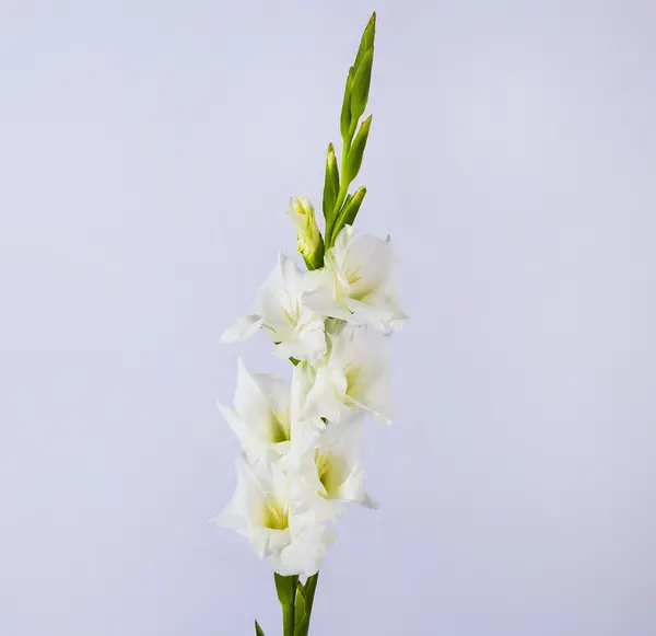 عکس های گل گلایل