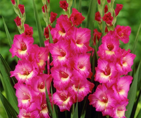عکس های گل گلایل