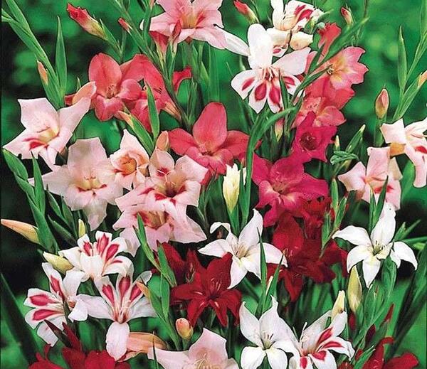 عکس های گل گلایل