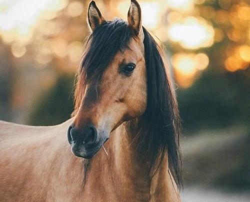 عکس اسب قهوه ای کمرنگ