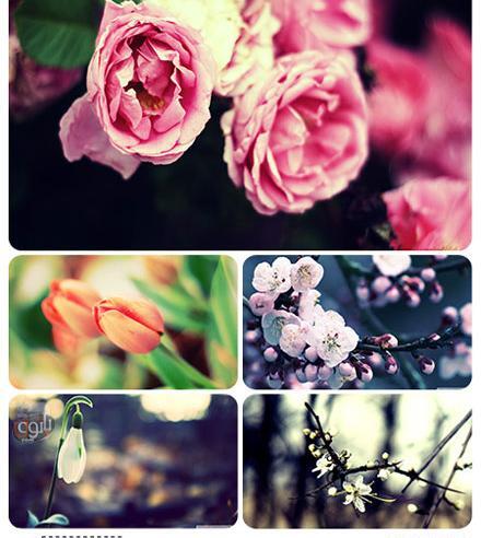 دانلود عکس بهاری برای دسکتاپ