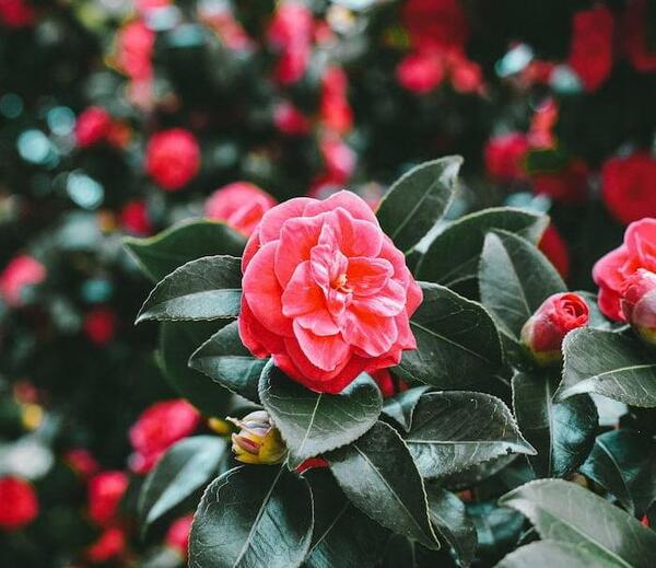 دانلود عکس بهاری برای دسکتاپ