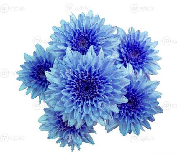 عکس گل آبی و سفید