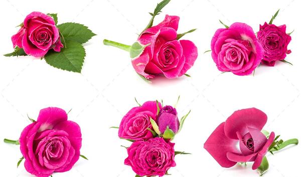 عکس گل آبی و سفید