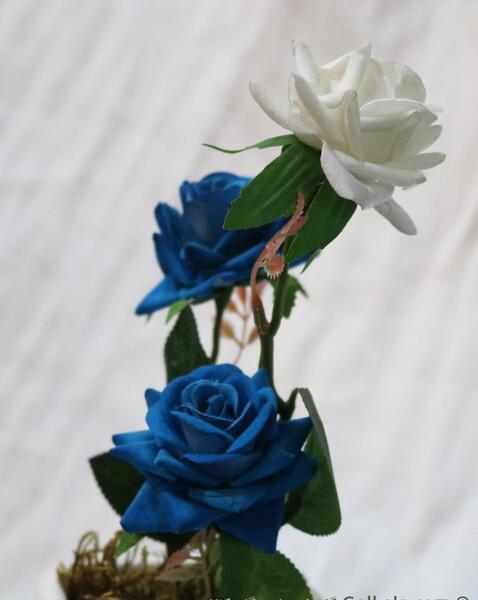 عکس گل آبی و سفید
