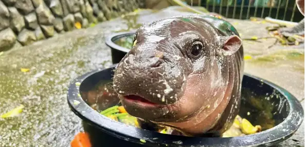 عکس اسب ابی صورتی