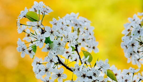 عکس زیبا از گلهای بهاری