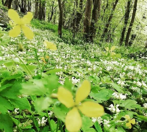 عکس زیبا از گلهای بهاری