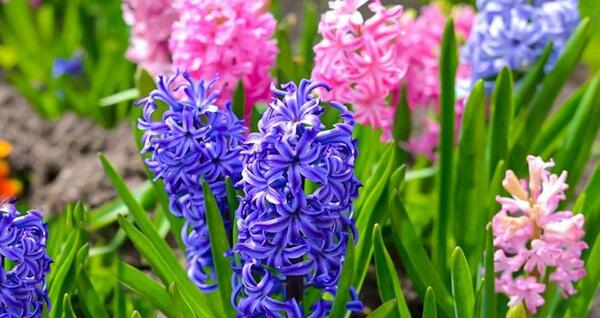 عکس زیبا از گلهای بهاری