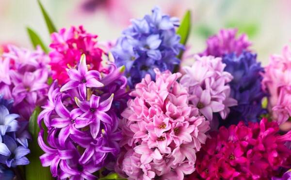 عکس زیبا از گلهای بهاری